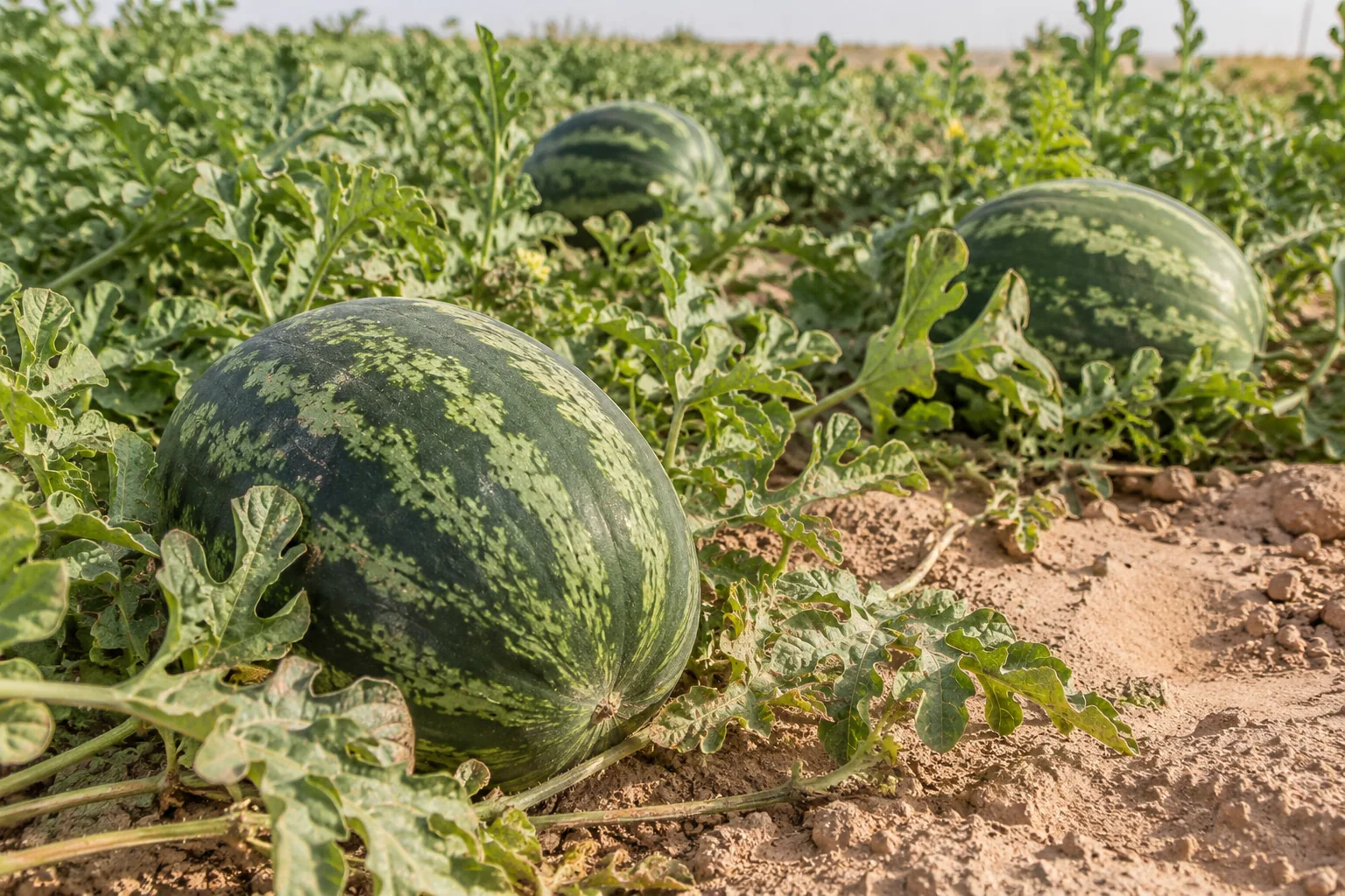 الجح