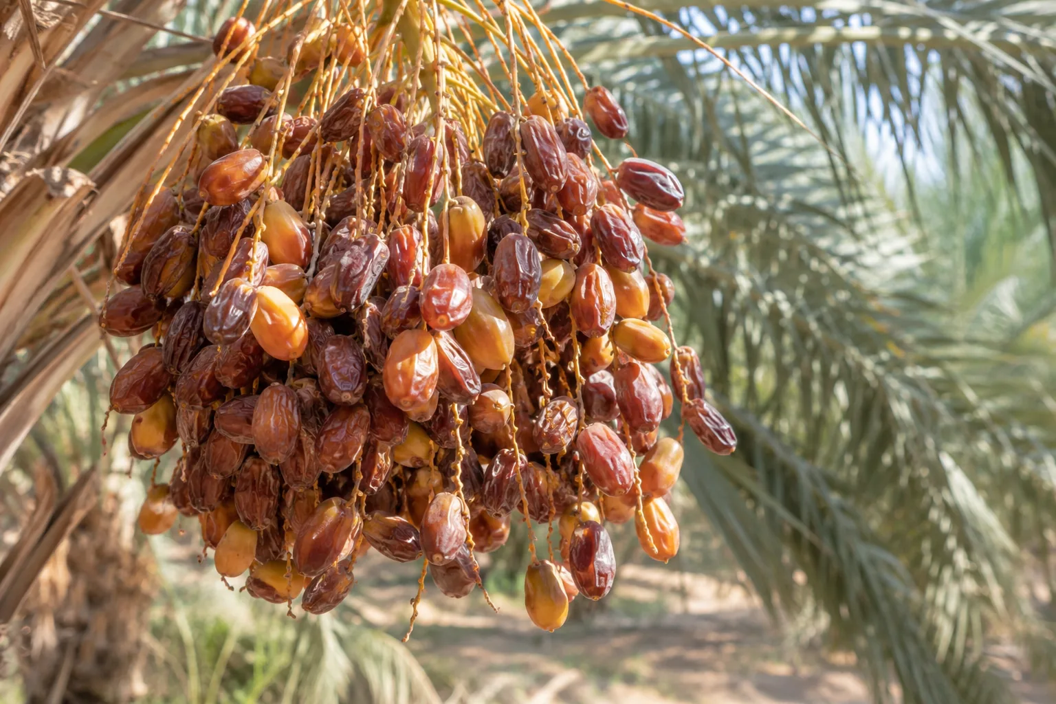 Dates